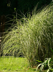 Chinaschilf - Miscanthus sinensis Morning Light - weitere Ansicht